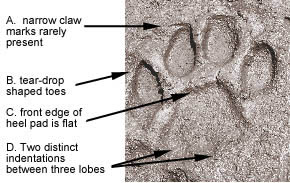 Infographic showing a mountain lion's paw print