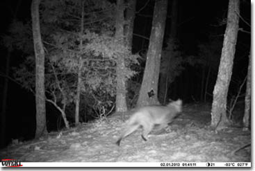 black and white photograph of a mountain lion running through a forest at night