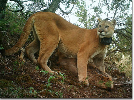 Collared Mountain Lion standing over a kill on a hill
