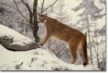 Mountain Lion on a hill, Photo Courtesy of Bill Lea