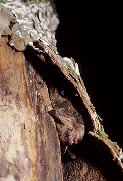 Northern long-eared bat under loose tree bark in summer
