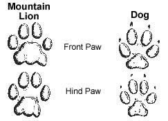 Infographic showing a mountian lion's paw print with a dog's paw print