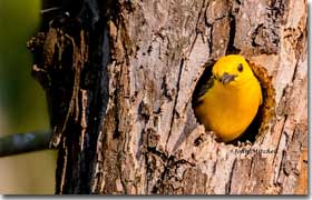 Prothonotary Warbler in Tree