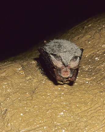Hibernating Rafinesques's big-eared bat