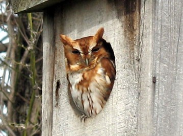 Adult eastern screech-owl (red morph)