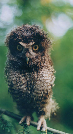 This young eastern screech owl just fledged