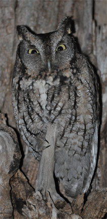 This is the gray plumage of the eastern screech owl