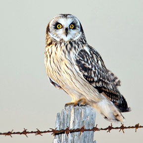 Barred Owl perched in wooded area