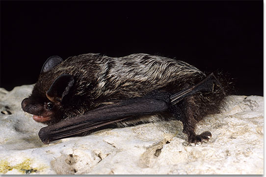 Silver-Haired Bat - Kentucky Department of Fish & Wildlife