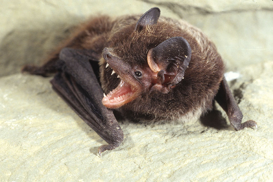 Silver-Haired Bat - Kentucky Department of Fish & Wildlife