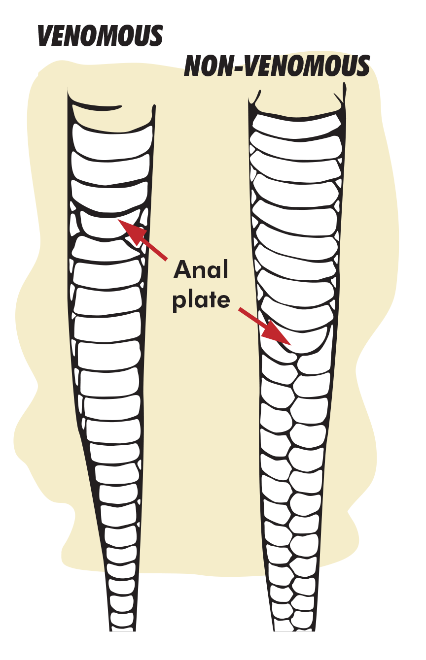 snake-id-anal-plate-graphic.png