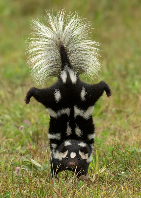 Spotted Skunk in a handstand