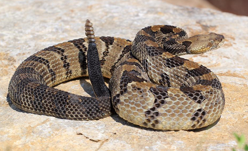 Timber Rattlesnake, Photo credit John McGregor