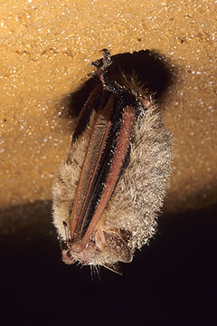 Hibernating tricolored bat