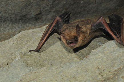 Hibernating tricolored bat