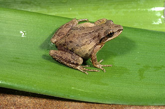 Upland Chrous Frog