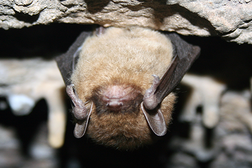 Little Brown Bat, photo credit USFWS