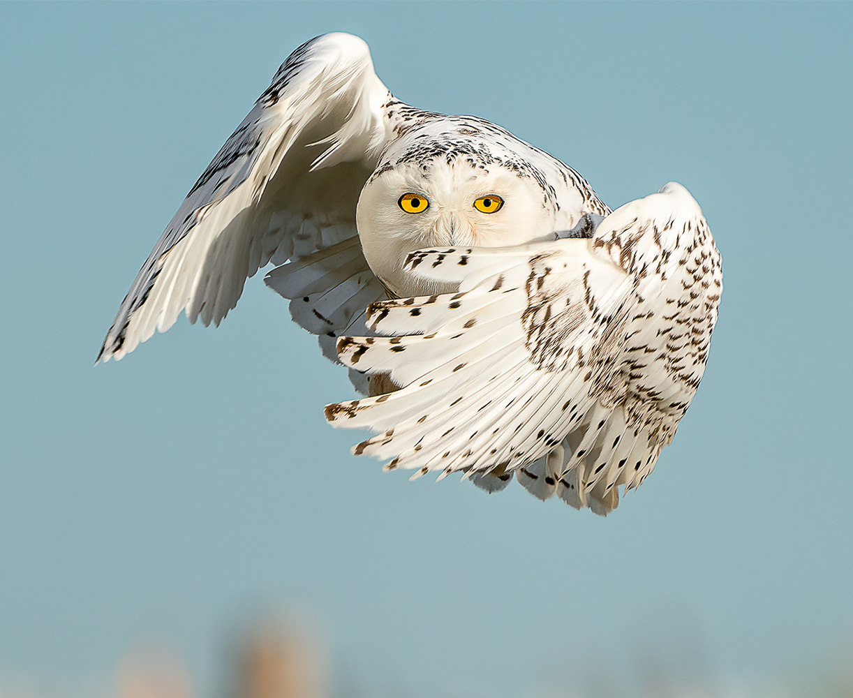 usfws-snowy-owl-flying.jpg
