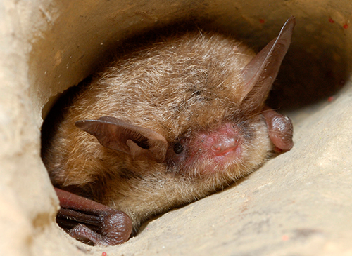 Tricolor Bat, photo credit USFWS