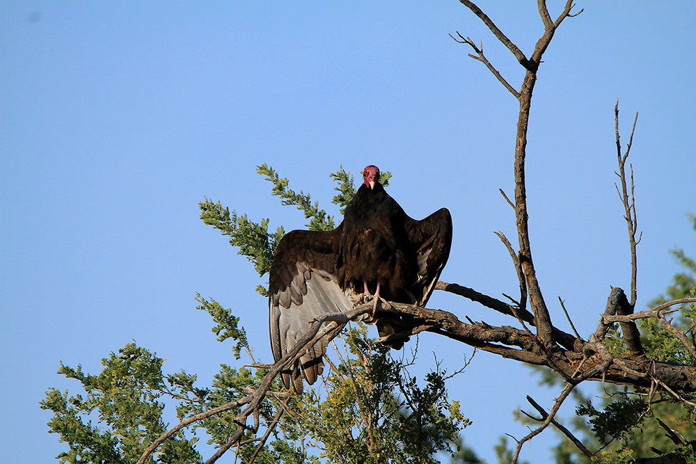 usfws-turkey-vulture.jpg