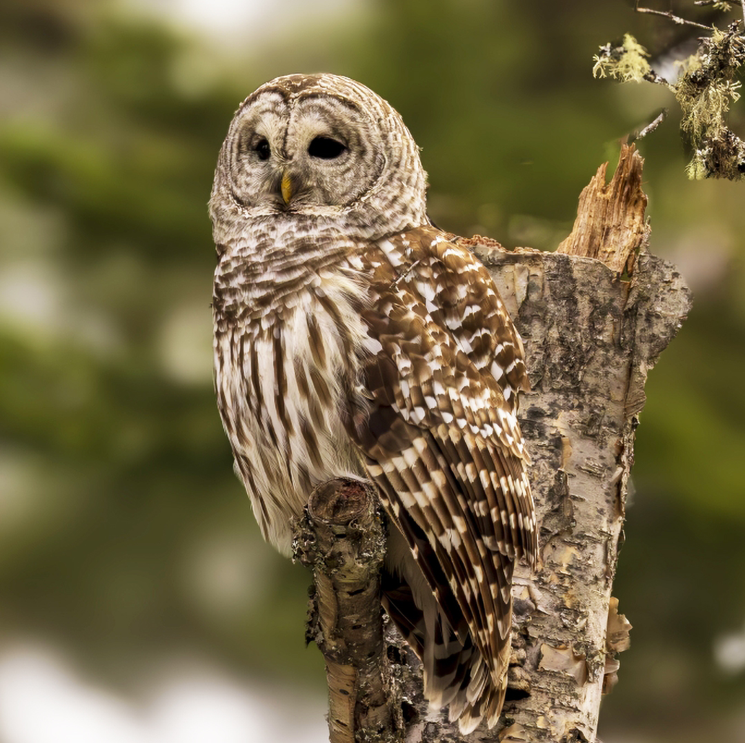 Barred Owl perched in wooded area