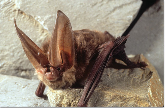 Virginia big-eared bat by John MacGregor