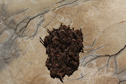 Small cluster of hibernating Virginia big-eared bats