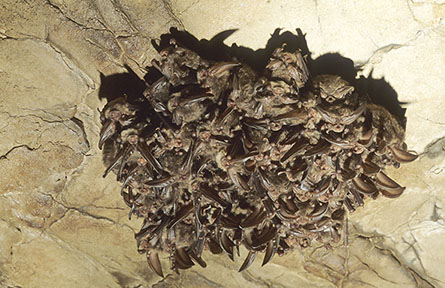 Cluster of hibernating Virginia big-eared bats