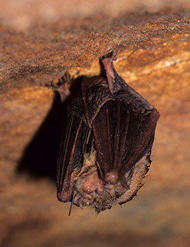 Hibernating Virginia big-eared bat