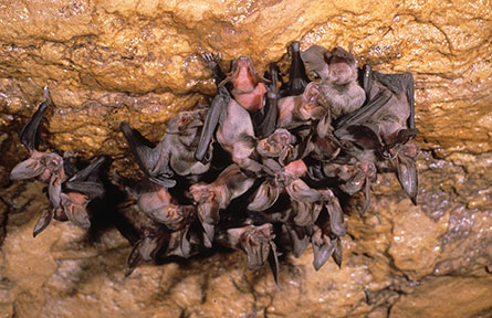 Cluster of Virginia big-eared bat pups