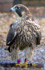 Young falcons are brown with streaks on their chest.