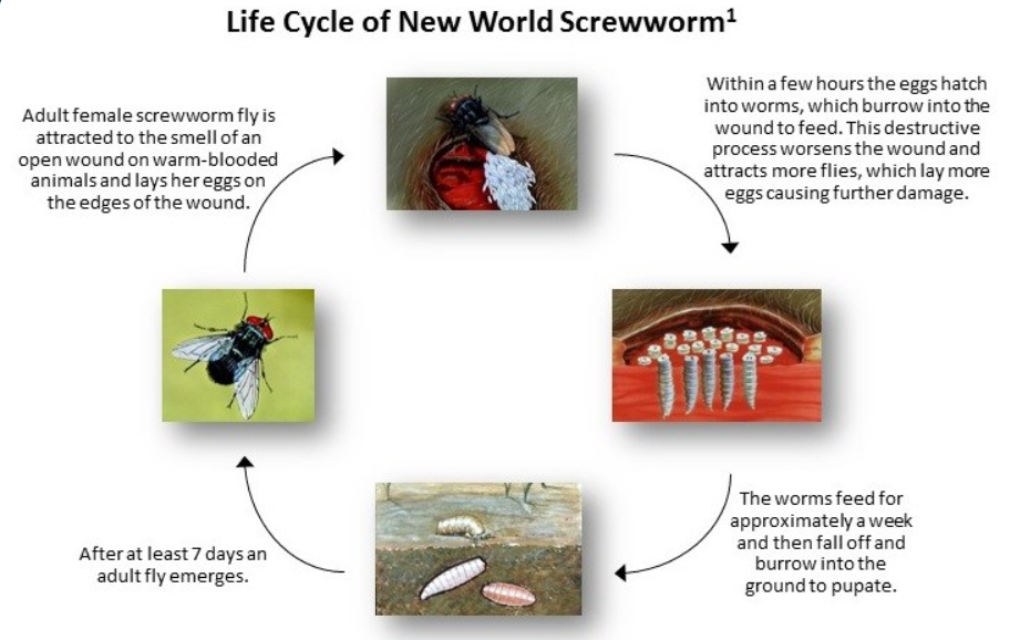 NWS Lifecycle1.png