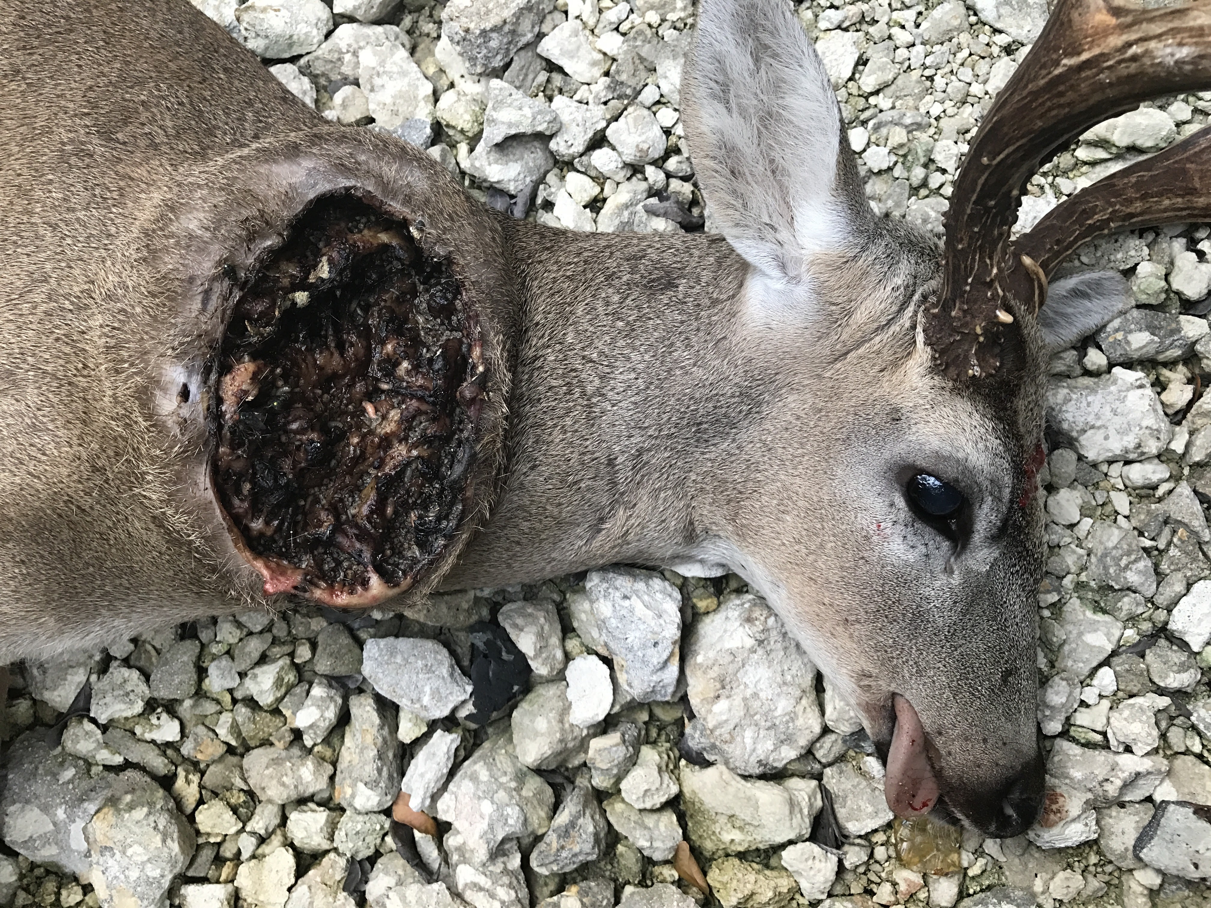 deer-img-0668.jpg