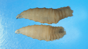 larvae.png