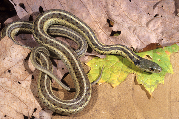 Eastern Garter Snake, photo by John R. MacGregor