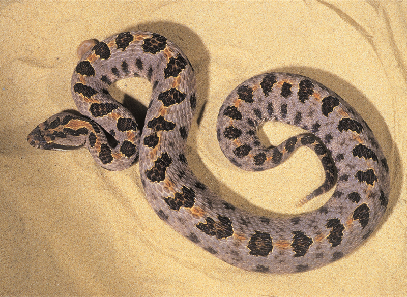 WesternPygmyRattlesnakeJRM.jpg