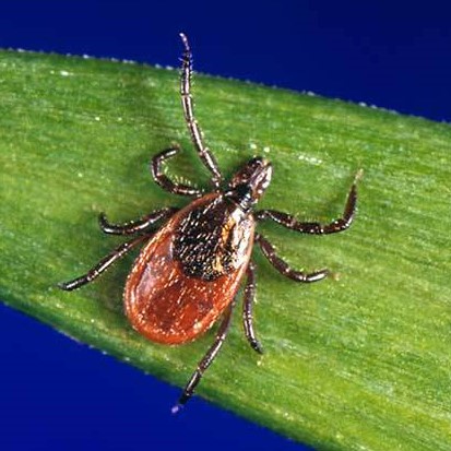 Ticks in Kentucky - Kentucky Department of Fish & Wildlife