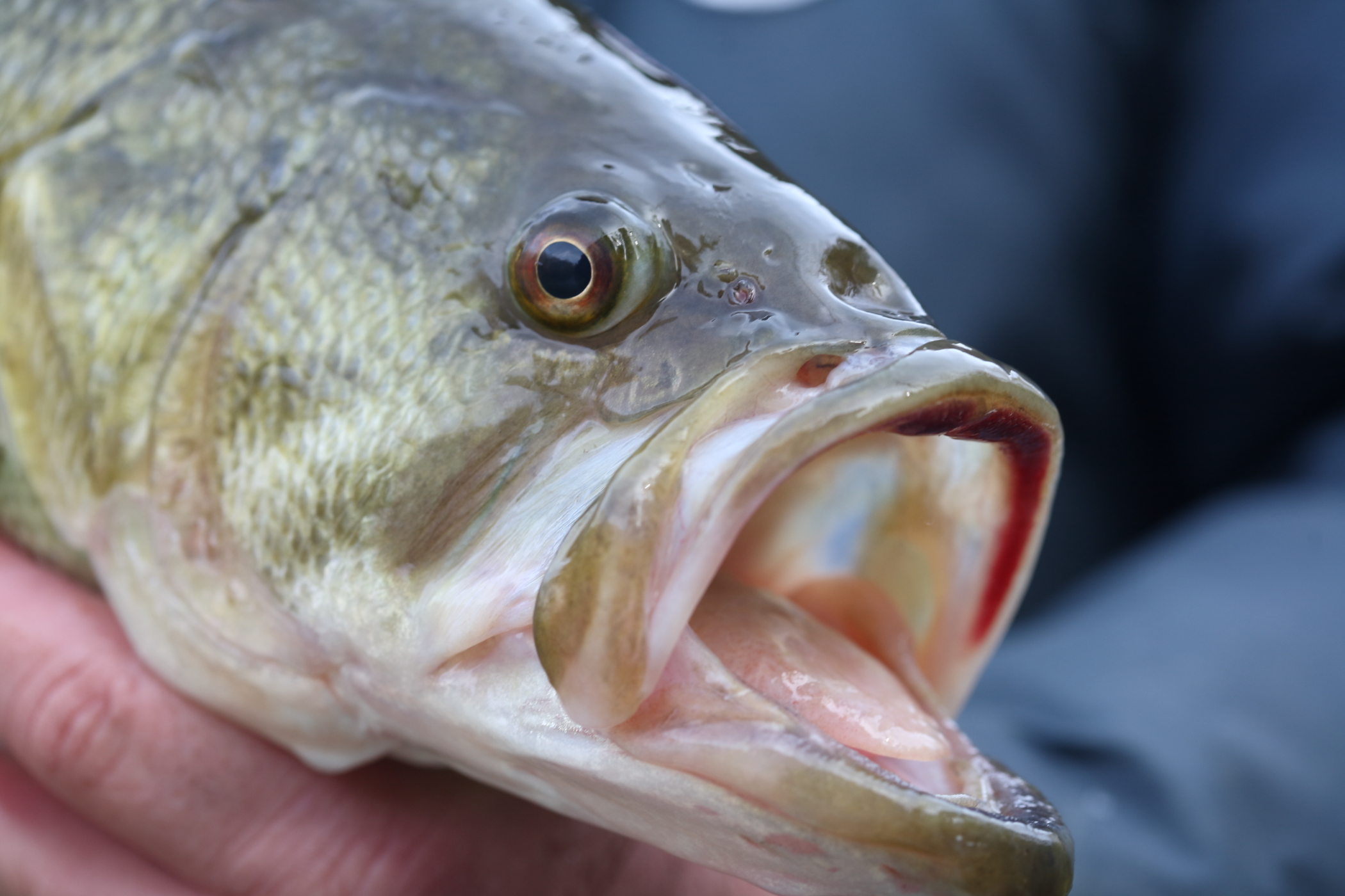 A large head of a bass being held in a hand