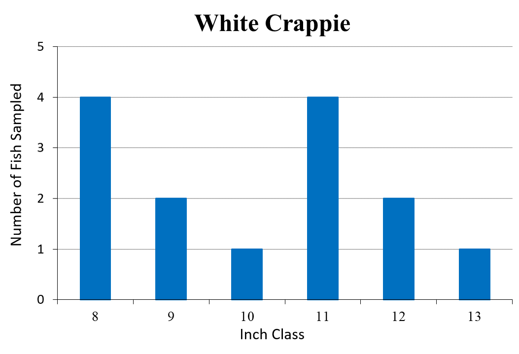 White Crappie Length frequency graph